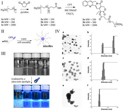 Engineering of Peglayted Camptothecin Into Nanomicelles and Supramolecular Hydrogels for Pesticide Combination Control